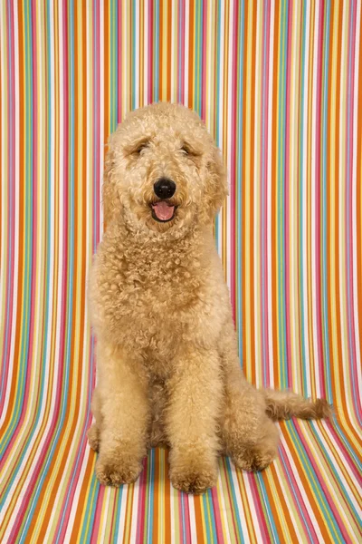 Goldendoodle hond op gestreepte achtergrond. — Stockfoto