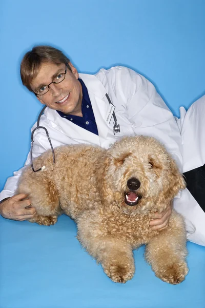 男性兽医和 goldendoodle 的狗. — 图库照片