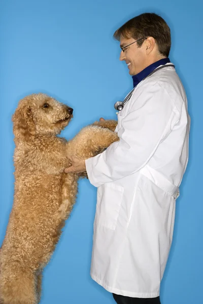 Lekarz weterynarii z psem goldendoodle. — Zdjęcie stockowe