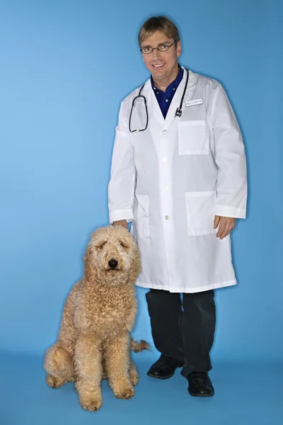 Veterinário masculino com cão Goldendoodle . — Fotografia de Stock
