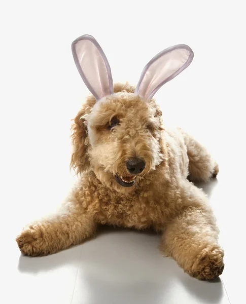 Goldendoodle dog in bunny ears. — Stock Photo, Image