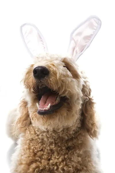Goldendoodle hund i bunny öron. — Stockfoto