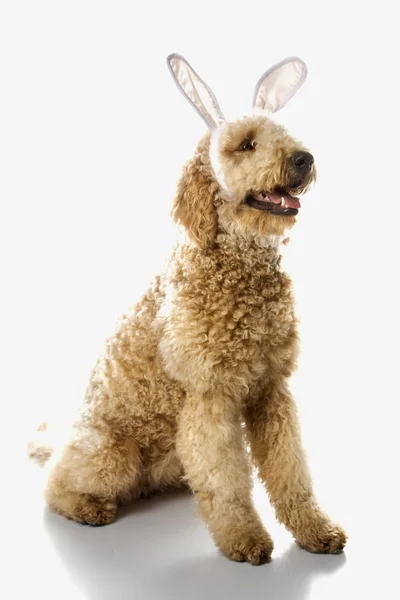 Goldendoodle hond in konijn oren. — Stockfoto