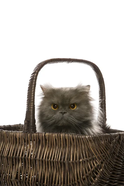 Šedá perská kočka v košíku. — Stock fotografie
