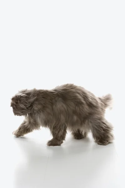 Grå persisk katt gå. — Stockfoto