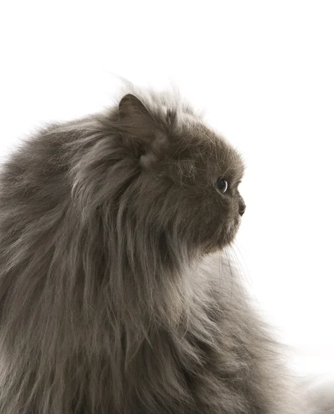 Gray Persian cat. — Stock Photo, Image