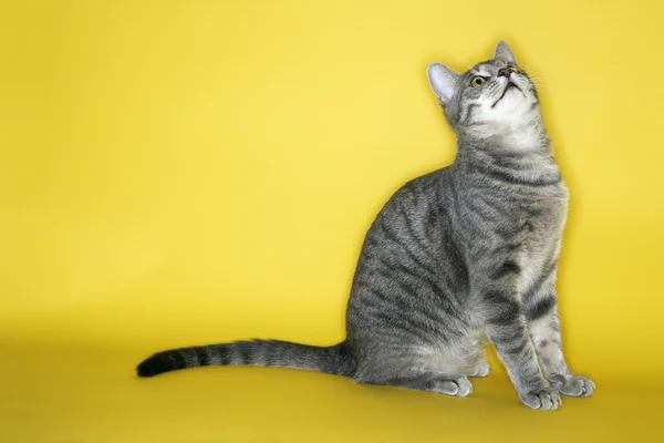 Gatto a strisce grigie guardando in alto . — Foto Stock