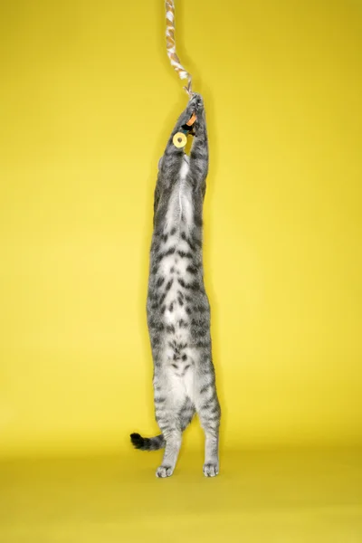 Grau gestreifte Katze attackiert Spielzeug. — Stockfoto