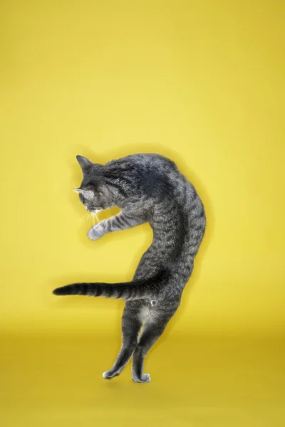Gri kedi havada büküm. — Stok fotoğraf