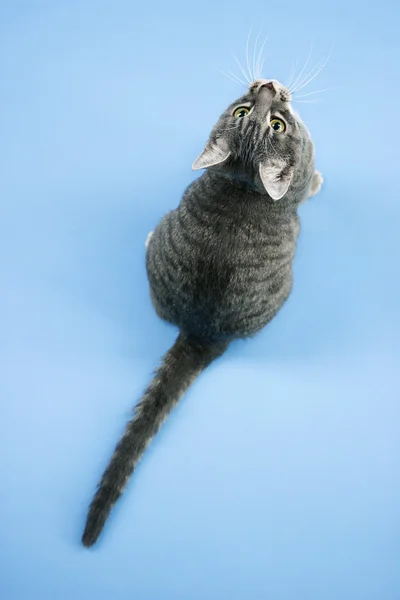 Gray striped cat looking up. — Stock Photo, Image