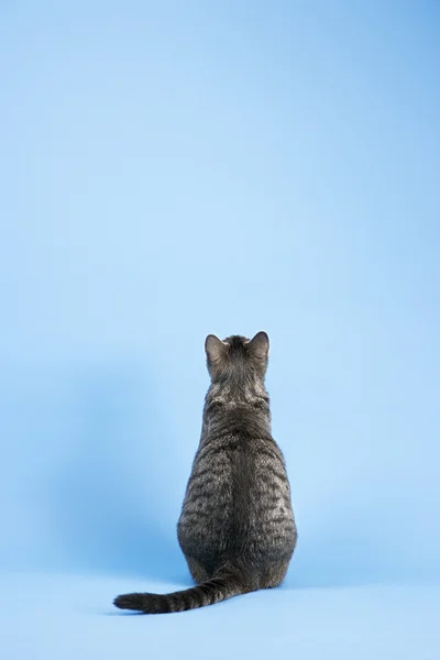 Bakifrån av gray katt. — Stockfoto