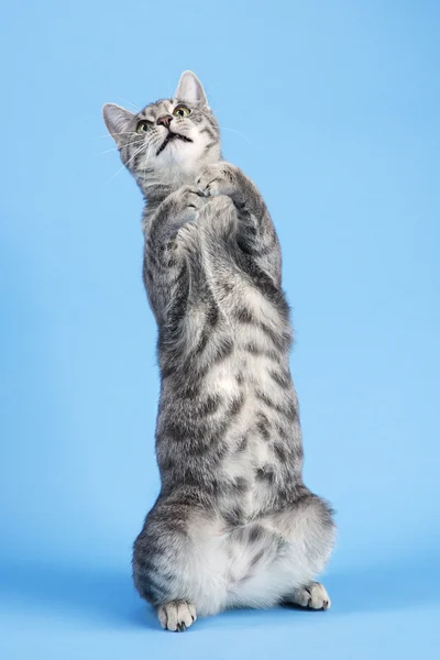 Gray striped cat sitting up. — Stock Photo, Image