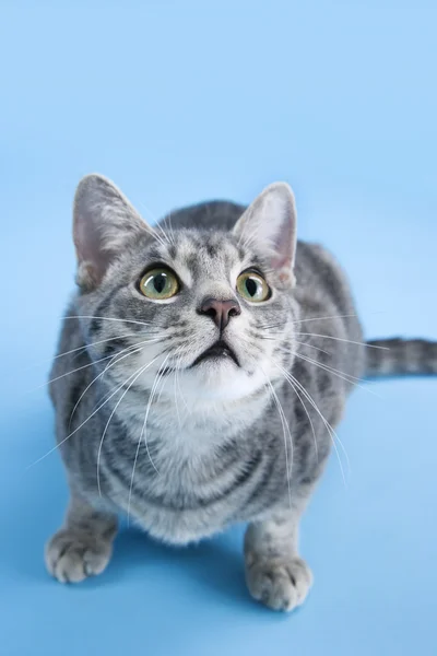Adorável cinza listrado gato agachamento . — Fotografia de Stock