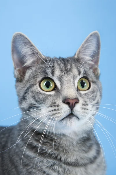 灰色の縞模様の猫の肖像画. — ストック写真