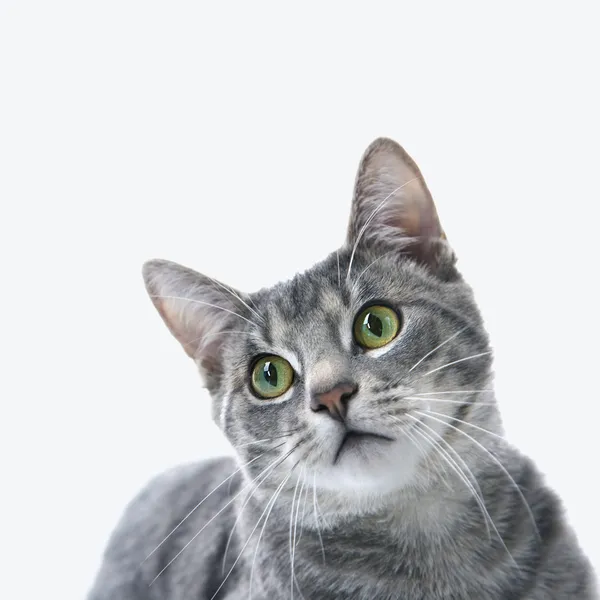 Porträtt av grå randig katt. — Stockfoto