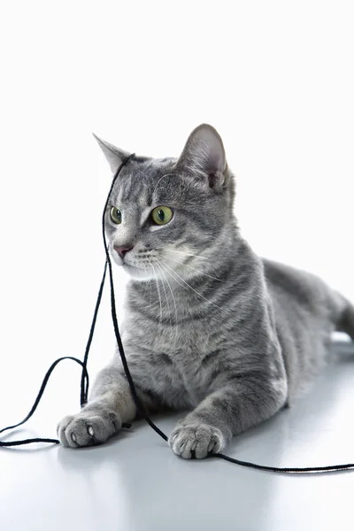 Gato cinza brincando com corda . — Fotografia de Stock