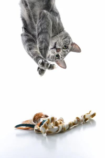 Γκρίζα γάτα παίζει ανάποδα. — Φωτογραφία Αρχείου