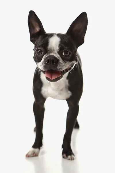 Boston Terrier Hund. — Stockfoto