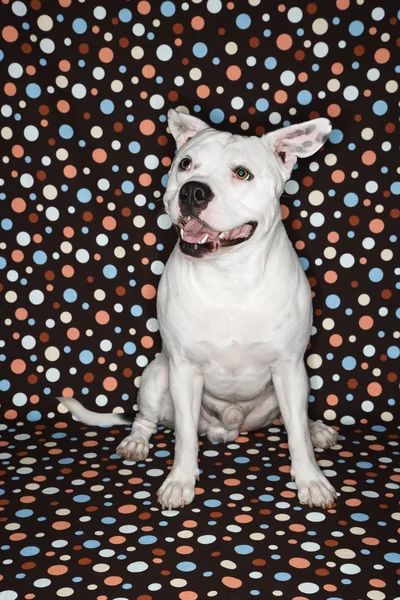 Bílý pes proti puntíky. — Stockfoto