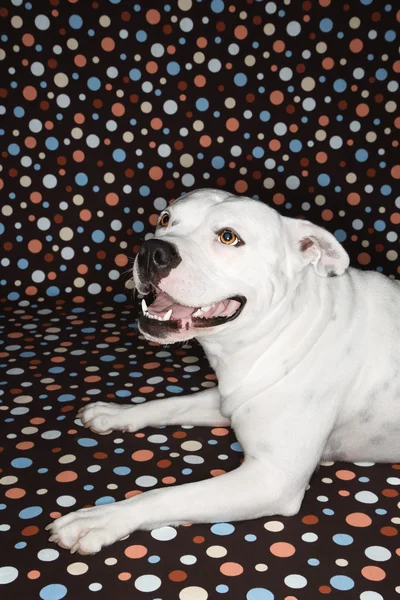 Hond tegen polka dot achtergrond. — Stockfoto