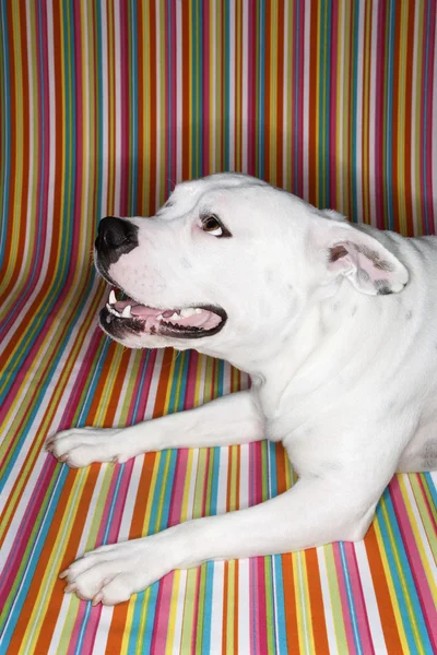 Weißer Hund vor gestreiftem Hintergrund. — Stockfoto