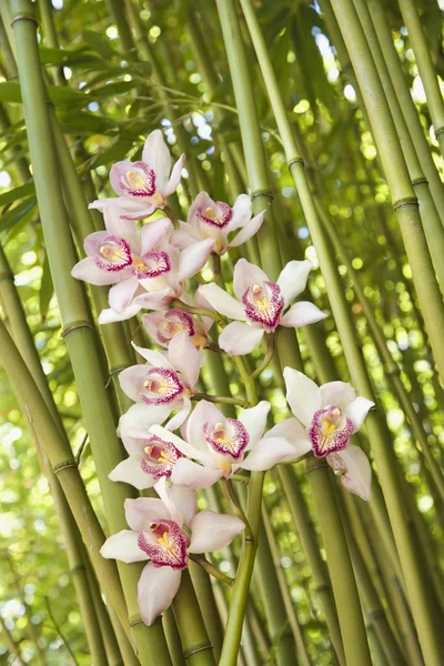 Orchideen und Bambusstiele — Stockfoto