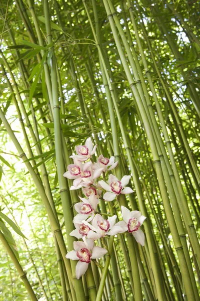 Орхидеи и бамбуковые стебли — стоковое фото