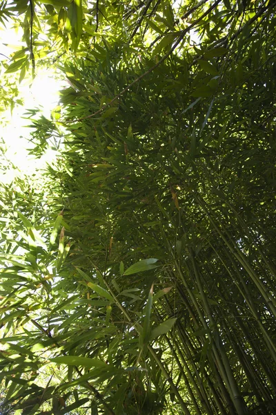 Bamboo in Maui, Hawaii. — Stock Photo, Image