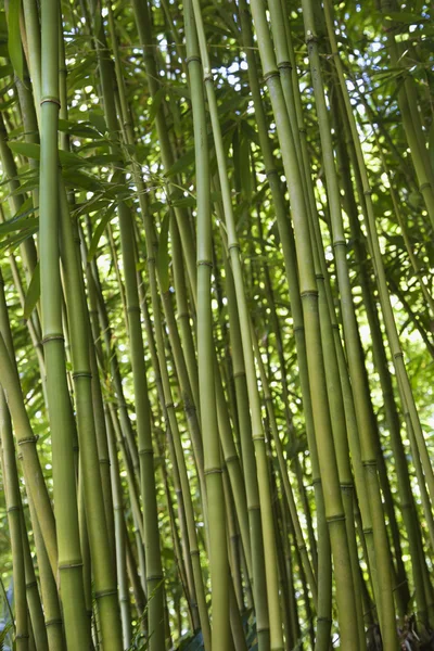 Bosco di bambù verde a Maui . — Foto Stock