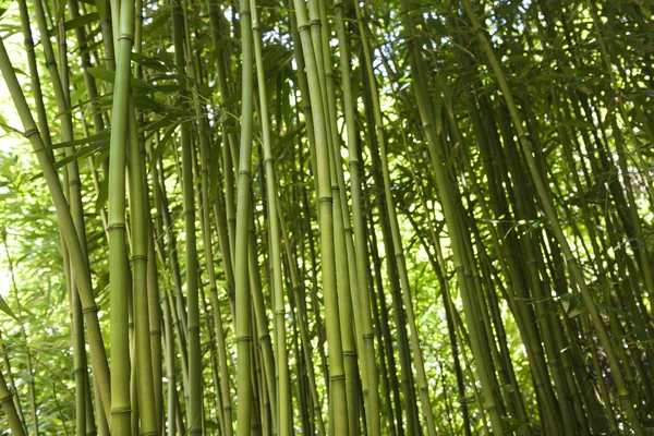 Bambushalme — Stockfoto
