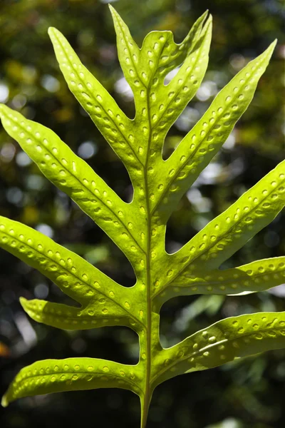 Liriope leaf Папороть у Мауї. — стокове фото