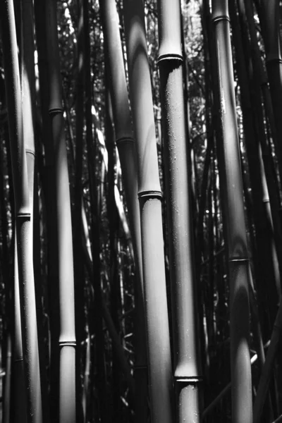 Bambusstiele in maui, hawaii. — Stockfoto