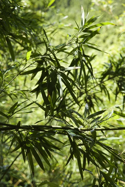 Bambu blad i maui, hawaii. — Stockfoto