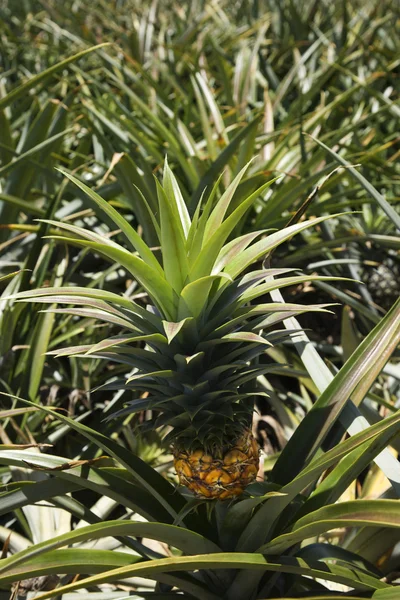 마우이, 하와이에서 파인애플 식물. — 스톡 사진