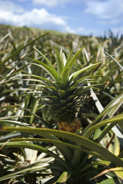 Germogli di ananas a Maui, Hawaii . — Foto Stock