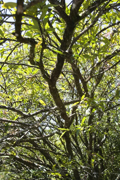 Albero con foglie verdi a Maui . — Foto Stock