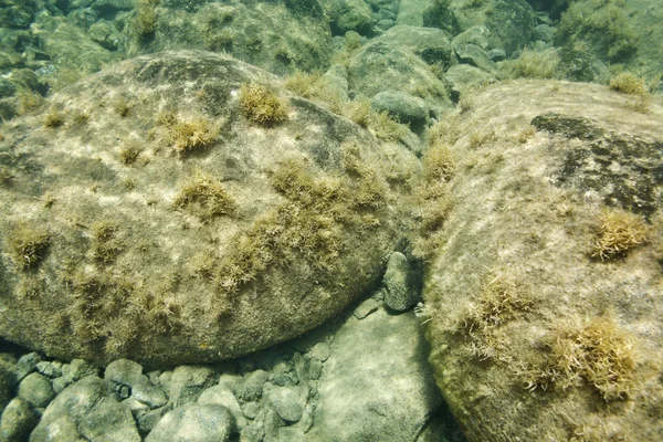 マウイ島、ハワイでの水中の岩. — ストック写真