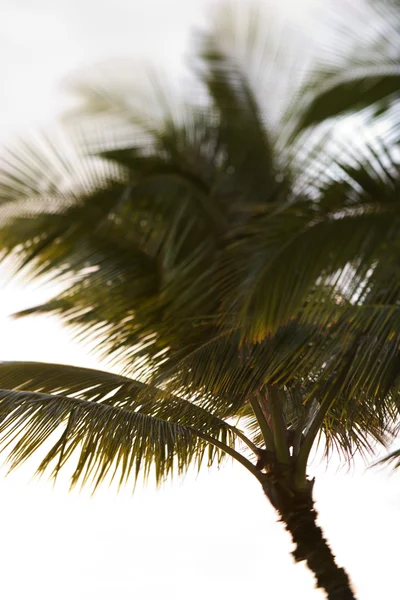 Palmboom in maui, hawaii. — Stockfoto