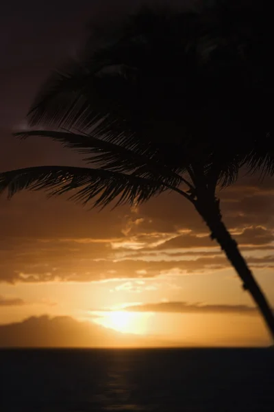 Пальмова дерево захід сонця у Мауї. — стокове фото