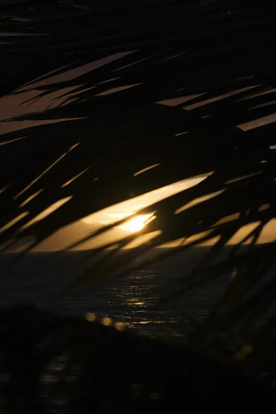 Palmblatt gegen Sonnenuntergang. — Stockfoto