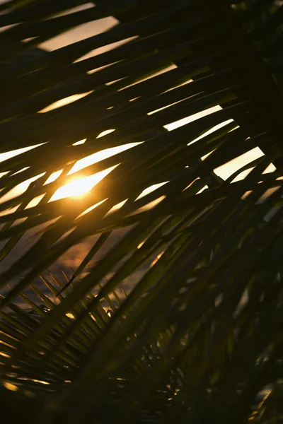 Palmeblad mot solnedgang . – stockfoto