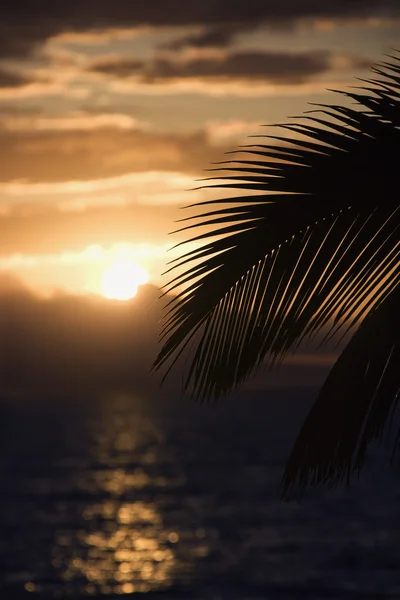 Palm bij zonsondergang in maui. — Stockfoto