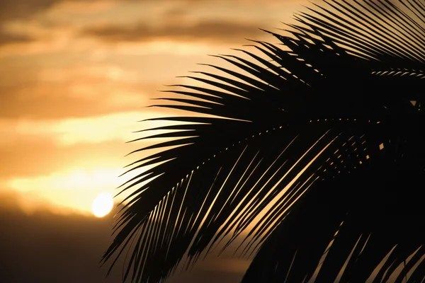 Палм-проти заходу сонця у Мауї. — стокове фото