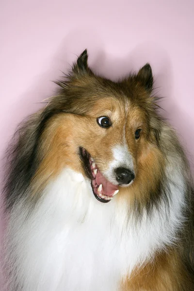 Furry Collie dog. — Stock Photo, Image