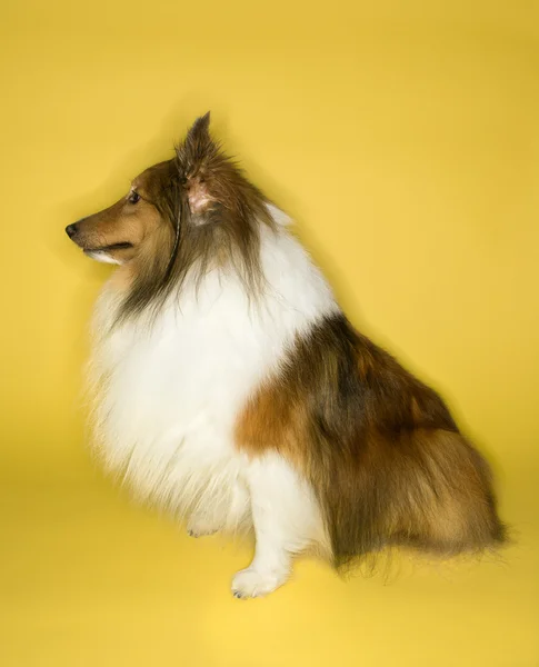 黄色の背景にコリー犬. — ストック写真