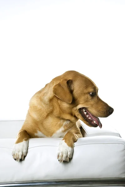 Hond zittend op lederen stoel. — Stockfoto