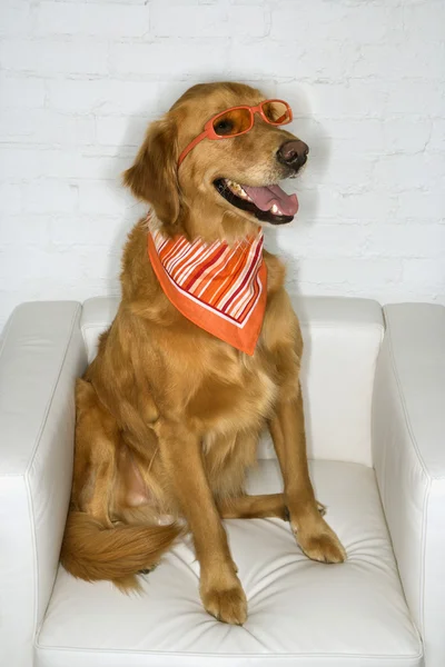 Güneş gözlüğü ve bandana takan köpek. — Stok fotoğraf