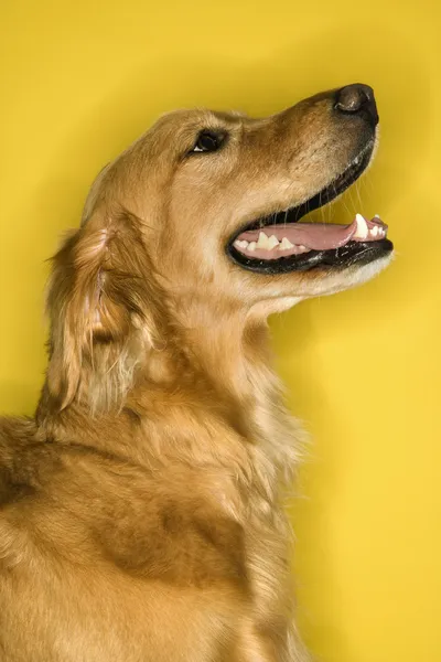 ゴールデンレトリーバー犬のプロフィール. — ストック写真