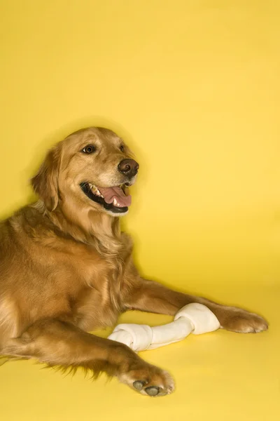 Zlatý retrívr pes s kostí. — Stock fotografie