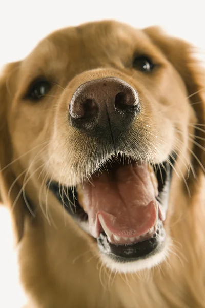 Golden retriever hund närbild. — Stockfoto